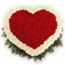 151 красно-белые розы в виде сердца